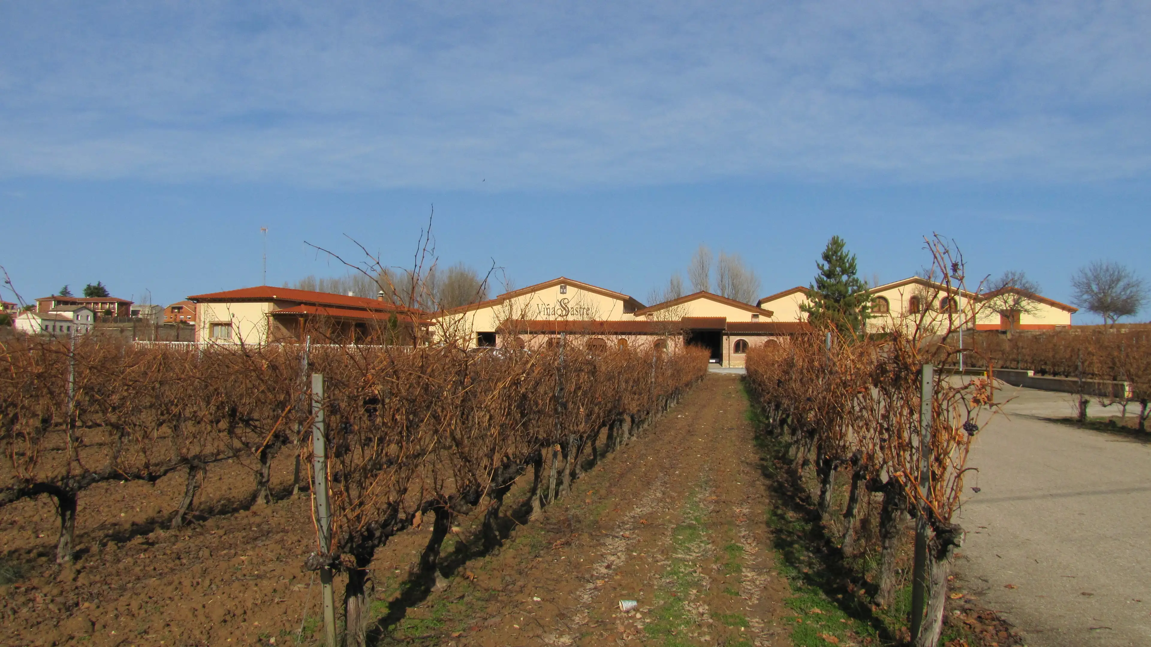 Viñedos en hilera sobre el paisaje de la Ribera del Duero